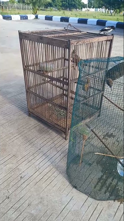 koak kikok dan mata merah