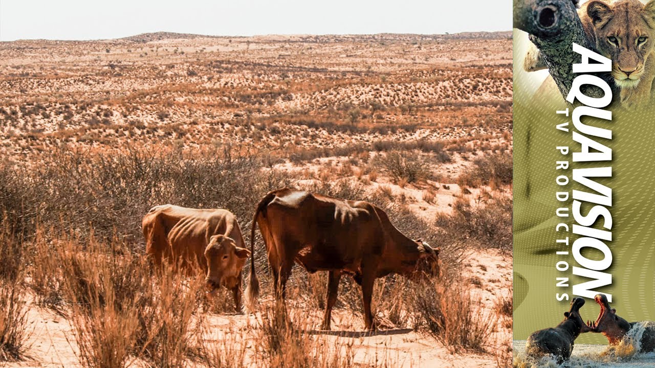 Cattle grazing in desert area | 4K UltraHD Stock Footage