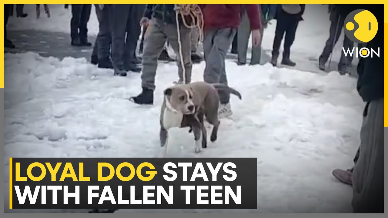 Pitbull's 4-Day Vigil Over Dead Teen in Blizzard | WION