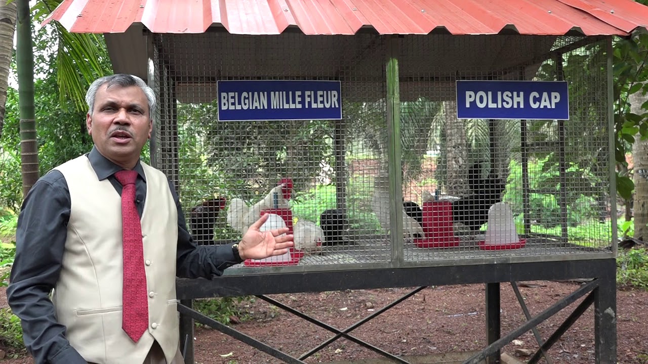 POULTRY AS A ONE OF THE IMPORTANT COMPONENT OF AGRO ECO TOURISM UNIT OF ICAR CCARI GOA