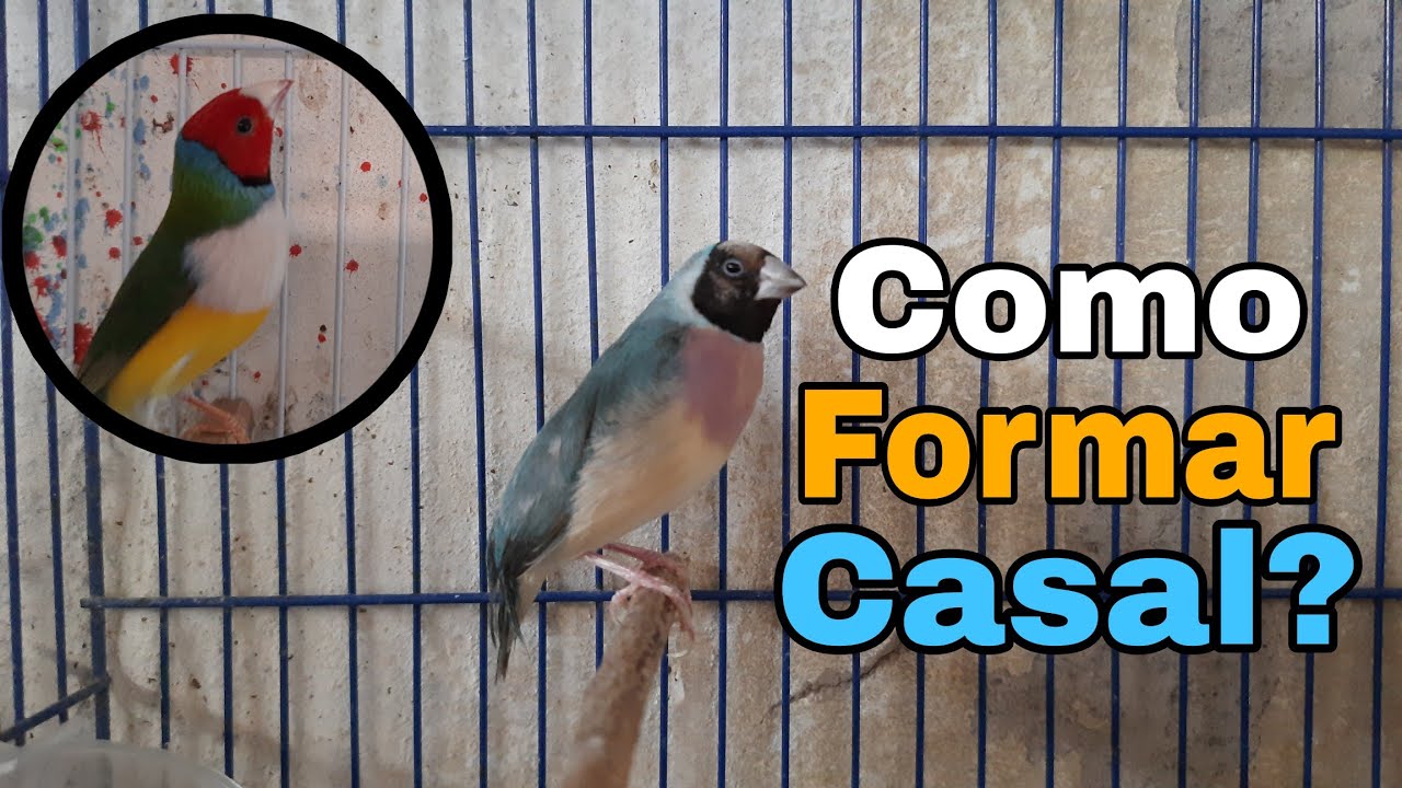 1. REPRODUÇÃO DE DIAMANTE DE GOULD - COMO FORMAR CASAL DE DIAMANTE DE GOULD?