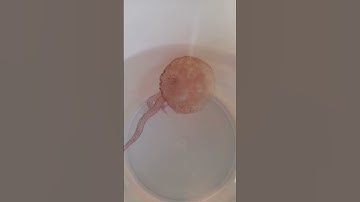 أجمل قنديل بحر The most beautiful jellyfish