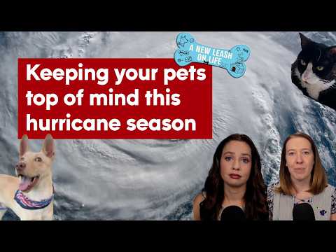 A New Leash on Life: Prepping for a hurricane with pets