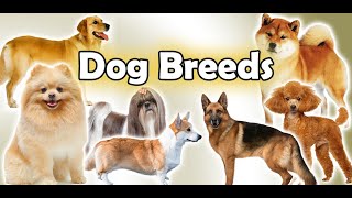 تطبيق تعليم أنواع الكلاب | سلالات الكلاب screenshot 1