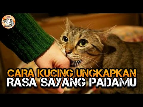 Video: Mengapa Kucing Menyukai Orang Yang Tidak Suka Kucing?