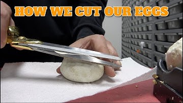 Saturday Snake School! How To Cut Ball Python Eggs Safely!