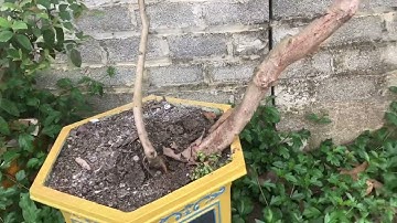 Cách Chăm Hoa Sim Tím Trong Chậu Bê Tông Mùa Hè