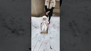 01/01/26 - Санки, каток, собаки #baruchfamily3d #home #familytime #топ #обзор