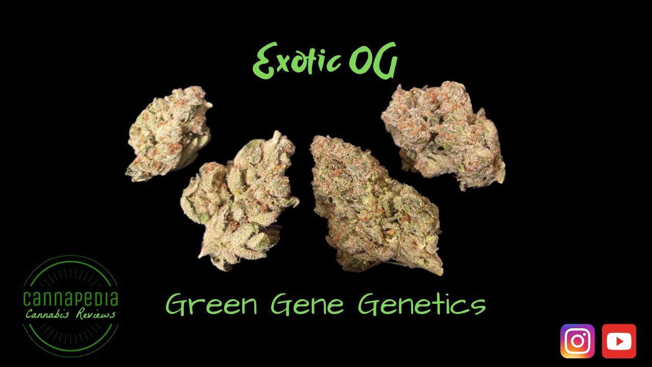 Exotic OG Strain Review - Green Gene Genetics - Cannapedia