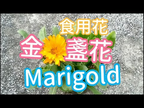金盞花 Pot Marigold / Calendula【上集】栽培與用途介紹，它是冬天裡的小太陽，