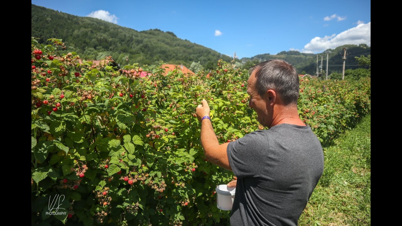 PLANTATIA DE ZMEURA CU  ROD IN TAIA PETRILA LA FAMILIA DUMA EUGEN!