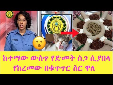 ቪዲዮ: ለምን በእውነቱ የድመት በር ያስፈልግዎታል?