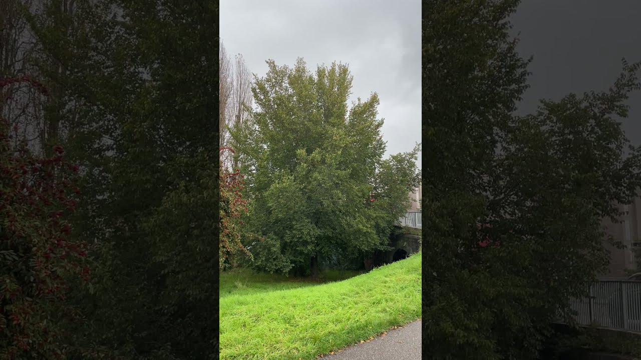 Lobel elm - tree - October 2023