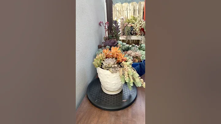 Basics In Succulent Arrangement 🪴 #succulents #suculentas#diy