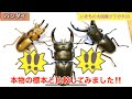 バンダイいきもの大図鑑クワガタ03本物と比較してみました‼️