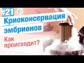 Как происходит криоконсервация эмбрионов