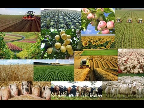 რად გვინდა ფერმერული მეურნეობა, თუ ვერ მოხდება მისი რეალიზაცია?????