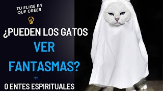 Los gatos pueden ver fantasmas? 😧😦🫣