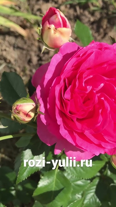 «Цикламен Пьер де Ронсар» любимица многих розоводов🥀 В каталоге на ...
