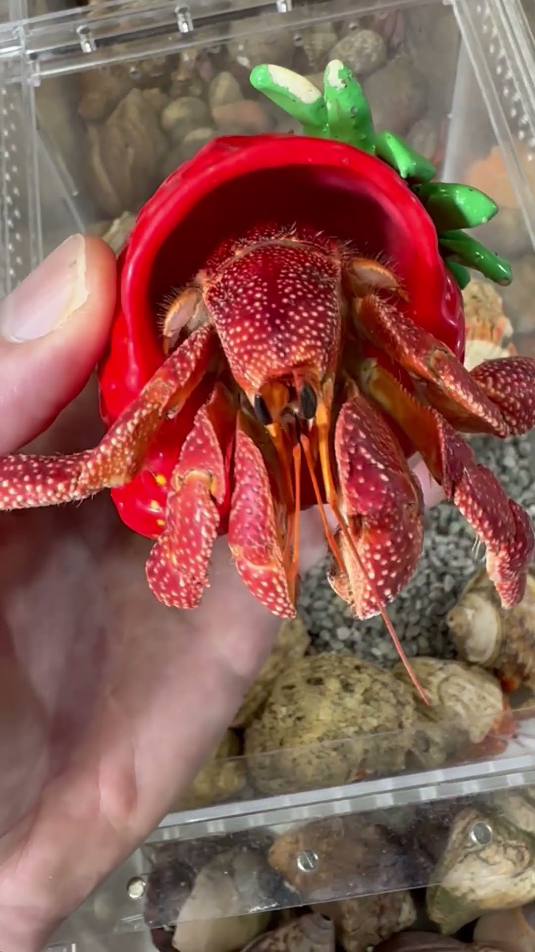 Strawberry Crab || ViralHog