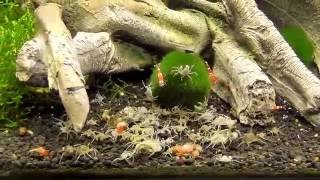 Micro Crab  Limnopilos naiyanetri