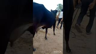 Vikram Dariy Farm 315 #cow #baffalo #farmanimals #youtubeshorts #farmanimals #animals