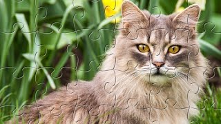 Jigsaw Puzzle. Cat Sitting on the Grass 🌱🌻🌱 My Gaming Town. screenshot 2