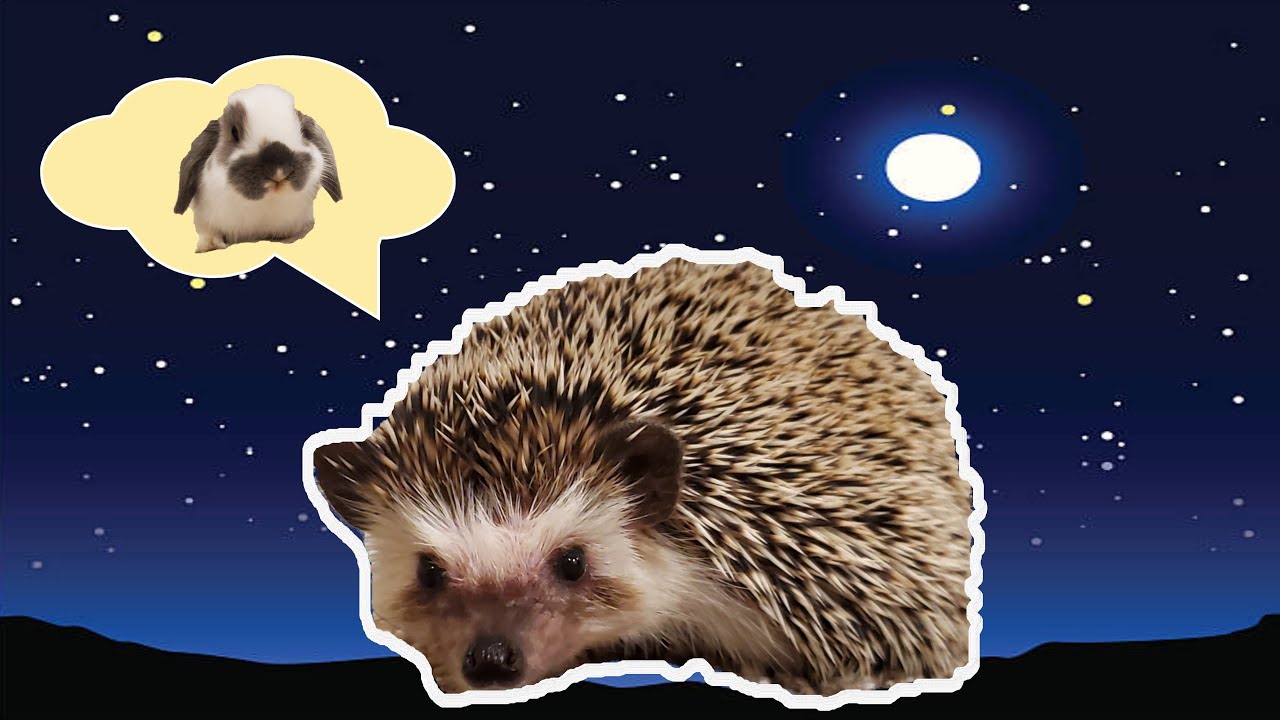 Nighttime jokes with Uni the Hedgehog YouTube