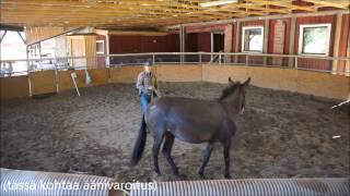 Kari Vepsä Ja Muuli 28.6.2017 Osa 4, Siedättämistä Erilaisiin Asioihin