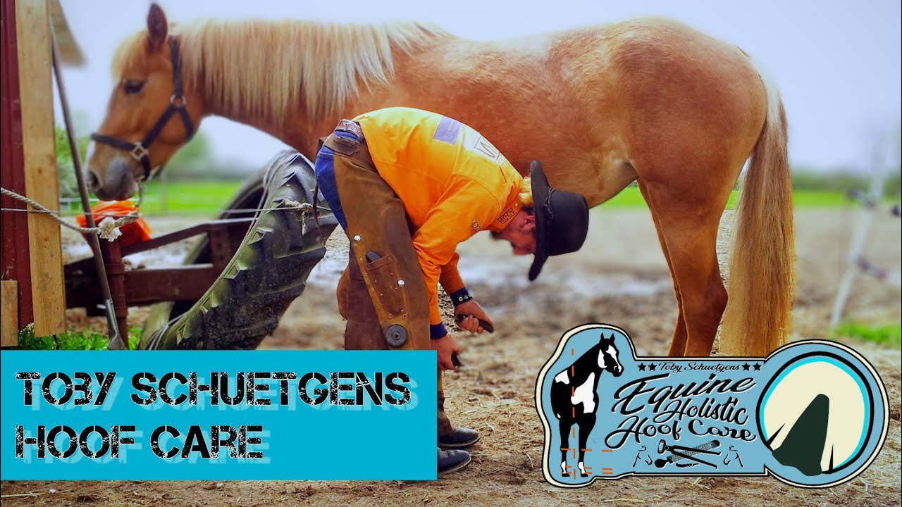 Equine Holistic Hoof Care Glimpse of a day in Toby's life as
