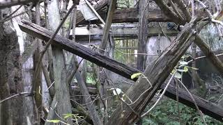 Abandoned farm, Warrington