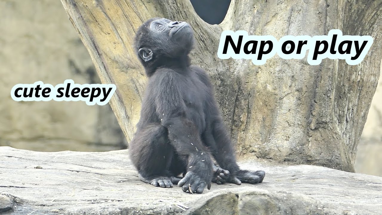 Cutest sleepy gorilla baby, Ringo / 可愛的愛睏小大猩猩Ringo