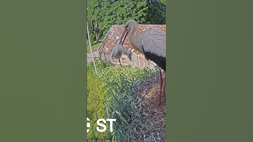 Dad Storks threw the youngest out of the nest #whitestork #Storks #storknest #shorts