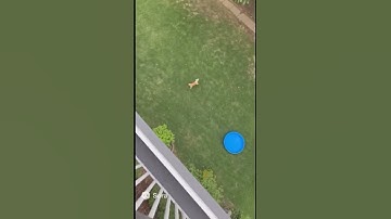 dog attacks squirrel #squirrel #dog #attack #funny #dogs #viral #shorts