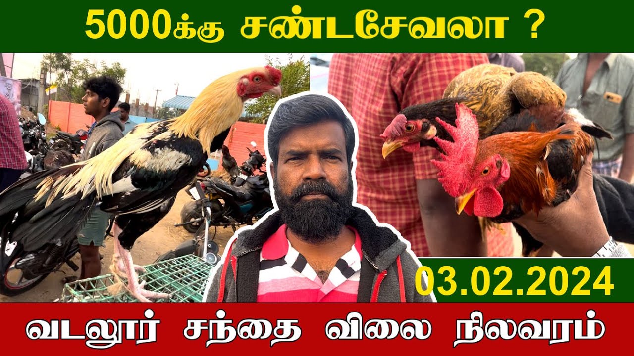 03.02.2024 | 5000க்கு சண்டசேவலா ? | வடலூர் சந்தை விலை நிலவரம் | TAMIL | KEERTHI VLOG