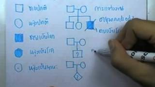 ormBio ver2 : พันธุศาสตร์ ตอน07