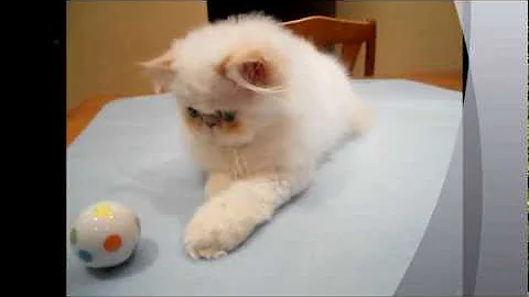 Video 511471: persian himalayan kittens, flame point himalayan persian, male persian himalayan