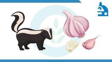 Algae Corner: "What Is It?" - Chara / Muskgrass