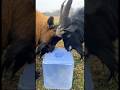 Why Goats NEED To Eat Salt #goodtoknow #vet #medicine #educational #funfacts #survival #lifehacks