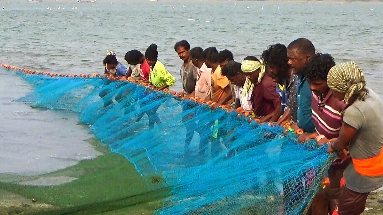 Awesome Traditional Fishing Video! Amazing Fish Hunting! From Tamilnadu