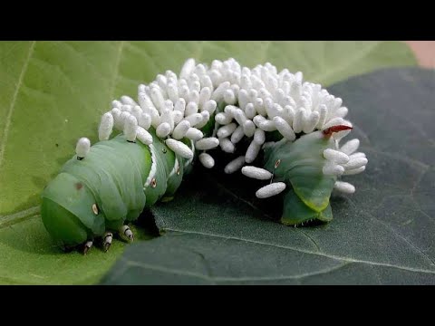 Vídeo: És un parasitisme per paparres?