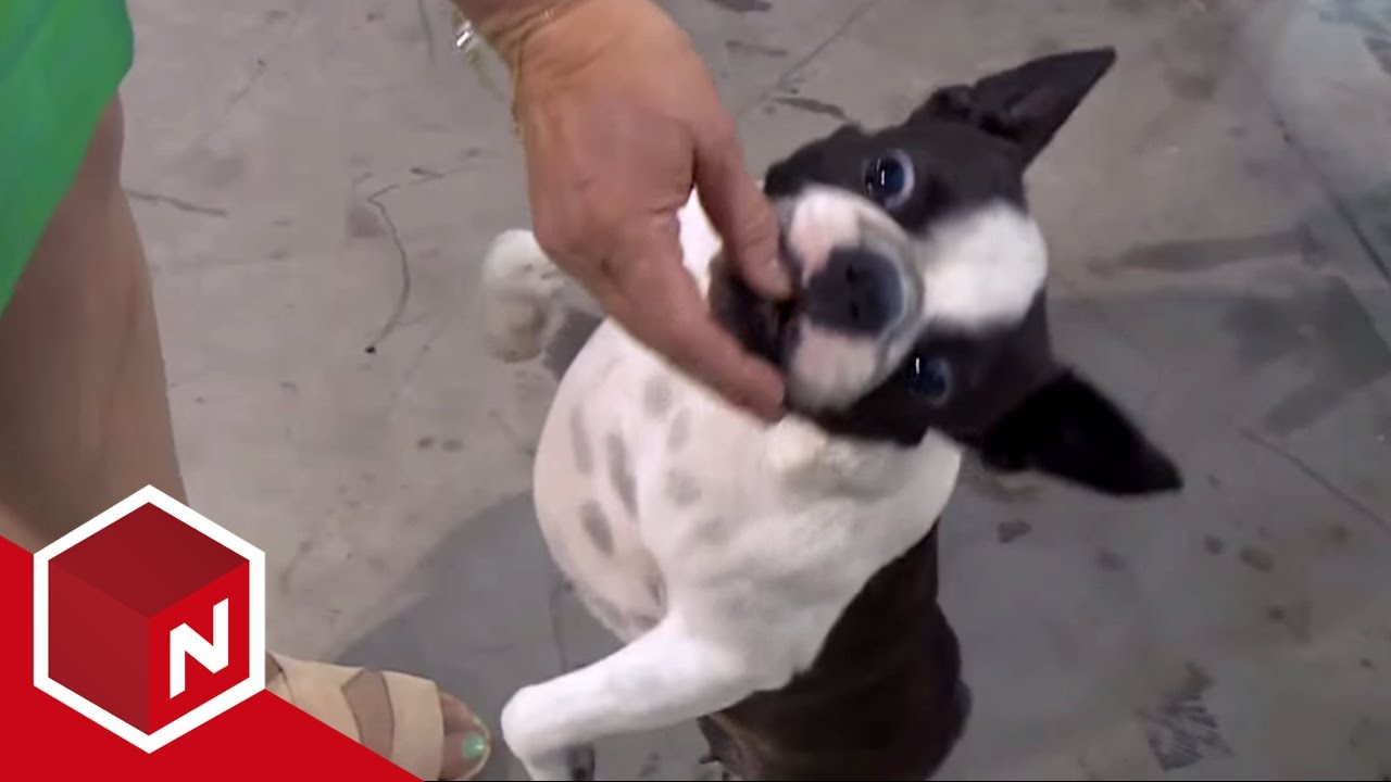 Ragnhild blir irritert på en konkurrent | Et Hundeshow | discovery+ Norge