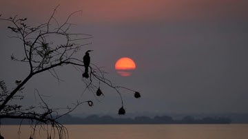 الشيخ توفيق المصعلي سورة الجمعه وماتيسر من سورة النازعات تلاوة خاشعة