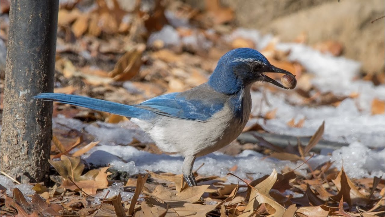 Monthly Meeting: Avian Scatter-hoarders and their Impacts on Plant Communities with Lindsay Dimitri