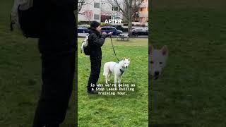 Stop leash pulling  even a husky‼