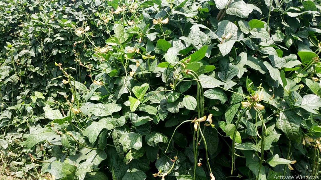 Long bean field inspection Village Agriculture YouTube