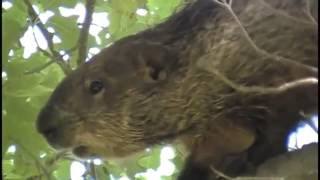 AMAZING Groundhog Woodchuck Climbing up in a Tree!! 805RoadKing is looking in the Wrong Place!