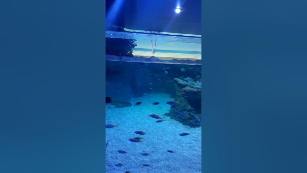 Atlantis Aquarium Xanadu . Parte1 YouTube