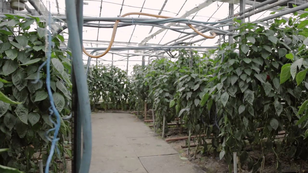 Bioanbau - Reichenau-Gemüse eG