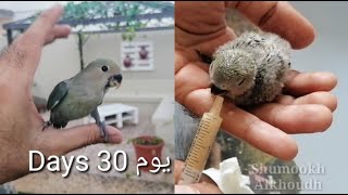 مراحل نمو الروز Rose bird grwoth 30 days